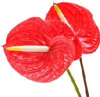 Anthurium Flower
