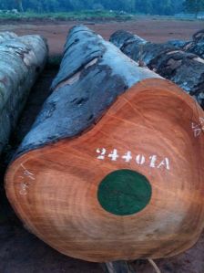 Logs, Lumber, Swan Logs, Lumber, Swan