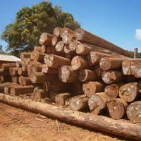 Tropical Hardwood Logs