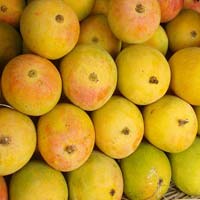 fresh alphonso mango