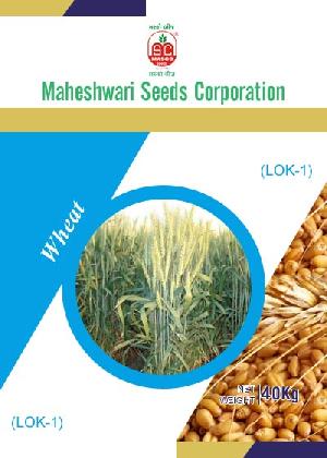 LOK-1 Wheat Seeds