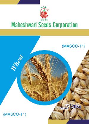 Masco-11 Wheat Seeds
