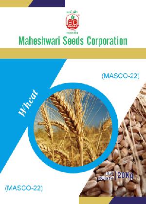 Masco-22 Wheat Seeds