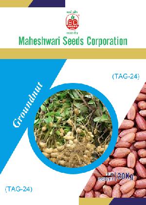 TAG-24 Groundnut Seeds
