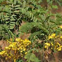 Senna Auriculata Plant