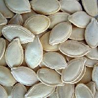 Pumpkin Seed Pumpkin Seed