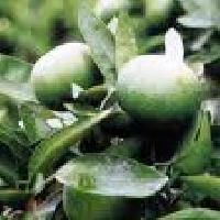 Hesperidin, Color : Light Yellow, Brand Name : Huifeng