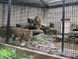 Stainless Steel Rope Mesh With Ferrules