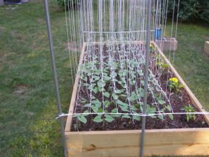 Tomato Trellis