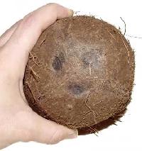 Coconut-01