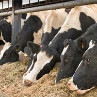 Cattle Feed in Karnataka - Manufacturers and Suppliers India