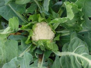 Cauliflower