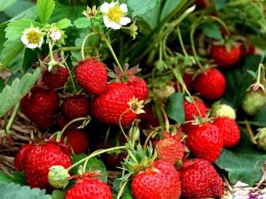 Strawberries
