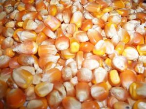 yellow maize,  Speciality : Organic