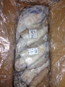 Frozen Cuttlefish