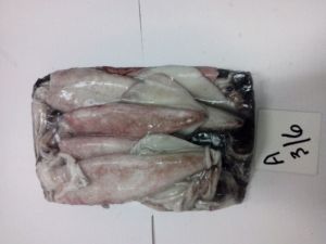 Frozen Whole Loligo Squid Fish