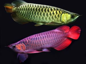 Arowana Fish