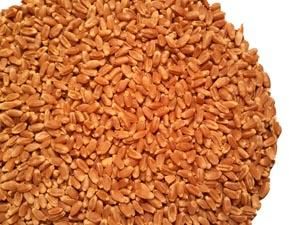 Hard Red Winter Wheat