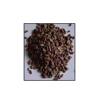Voacanga Africana Seeds