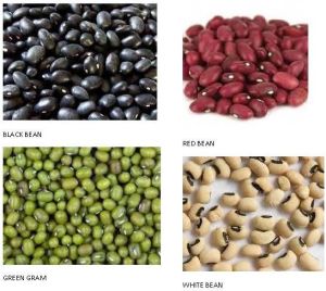 Dried Beans