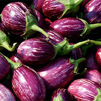 fresh brinjal