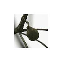 Ink Nut Terminalia Chebula