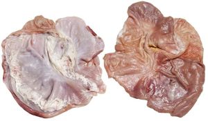 Butterfly Stomach Montalva