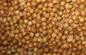 coriander seeds,  Packaging Type :  Plastic Bag