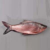 rohu fish