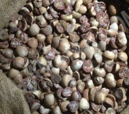 Split Dried Betel Nuts