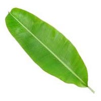 Banana Leaf