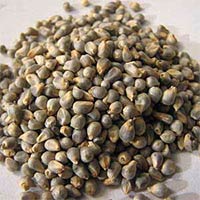 Hybrid Pearl Millet Seeds