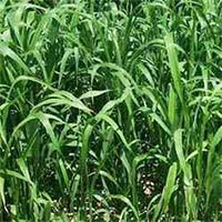 Hybrid Sorghum Sudan Grass Seeds