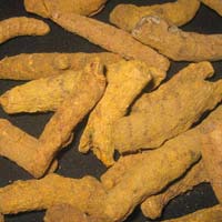 Turmeric Finger (Without Polish)