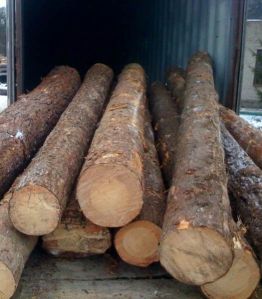 Pine Wood Logs