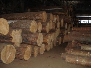 teak wood logs
