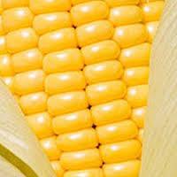 Indian Yellow Corn Maize