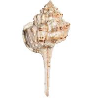 Kubera Hanuma Gadha Natural Shankh Sea Shell- A0262