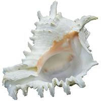 Natural Garuda Shankh Conch Sea Shell - A0350-07