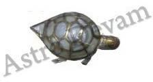 Pearl Tortoise