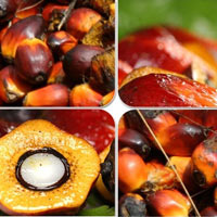 Exporting Malaysia's Processed Palm Olein