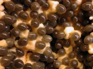 Papaya Seed Papaya Seed