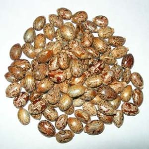 castor seeds