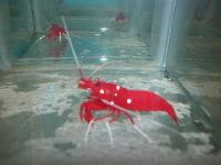 Marine Fish