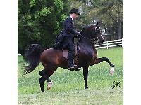 Arabian Horse Junior Vallen