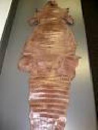 Crocodile Alligator Skins