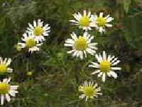 Chamomilla Recutita Extract