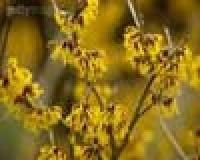 Hamamelis Virginiana Extract