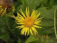 Inula Helenium Extract