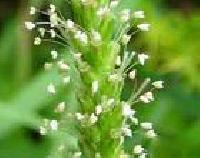 Lobelia Inflata Extract